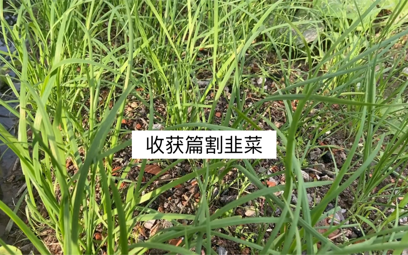 韭菜什麼時候割最好呢今天大收穫了我愛割韭菜喜歡刀鋒利的感覺哈哈哈