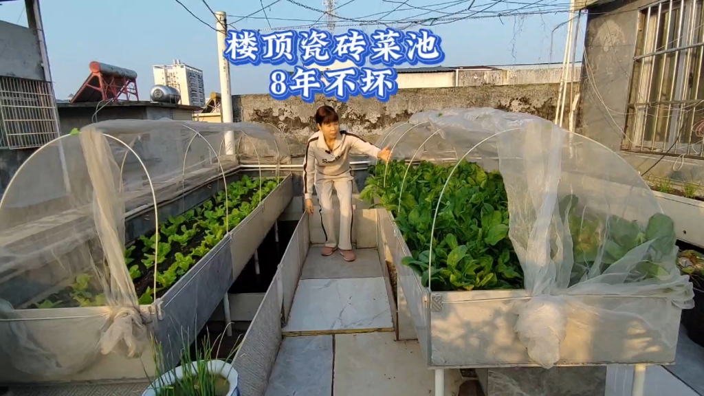 楼顶种菜用什么种植池好?13个瓷砖菜池8年不坏,每个120元哔哩哔哩bilibili