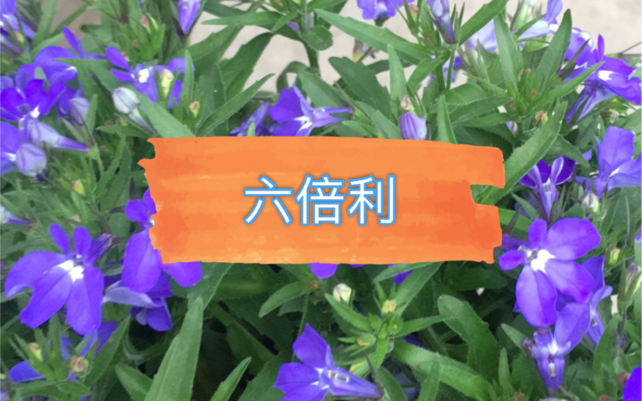 我最喜欢的草花~六倍利!哔哩哔哩bilibili