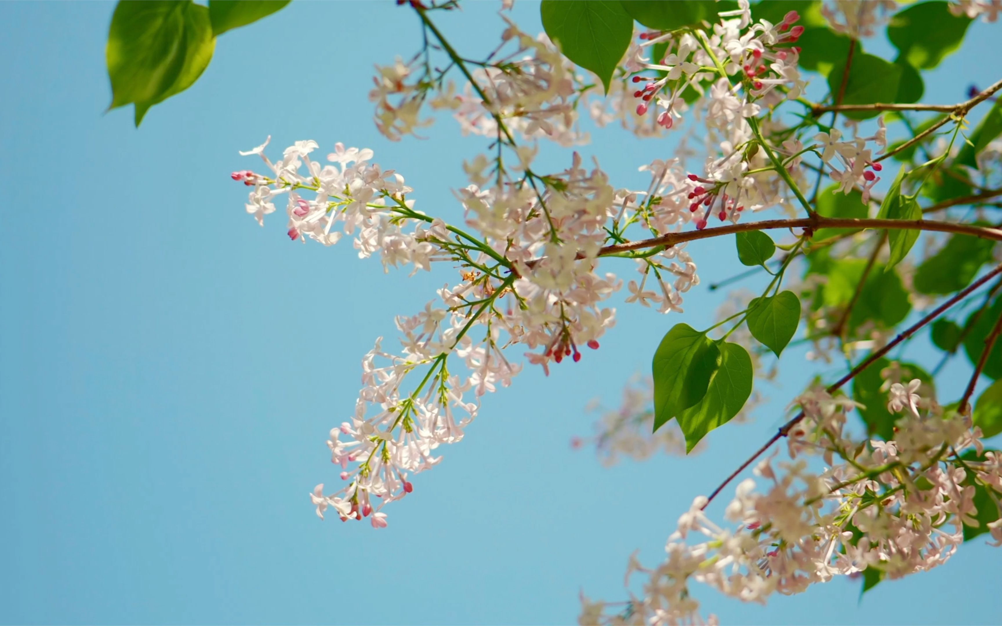 治愈系风景|将大自然的春天留在镜头里 松下lumix s5