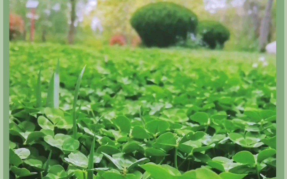 [图]春天的早晨，好美。