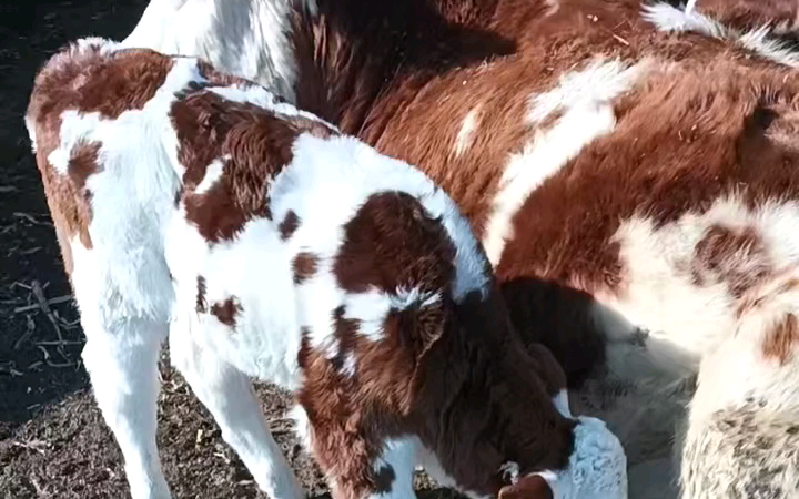 巧治吃奶牛犊拉绿屎图片