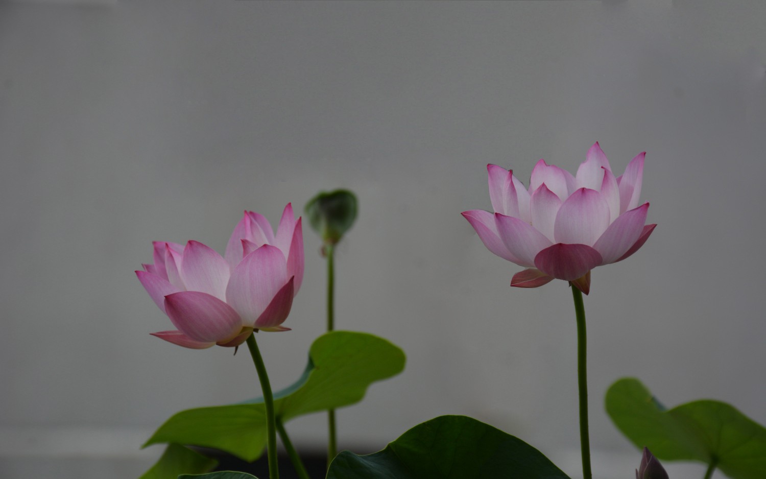 荷花梦瑶台开花记录