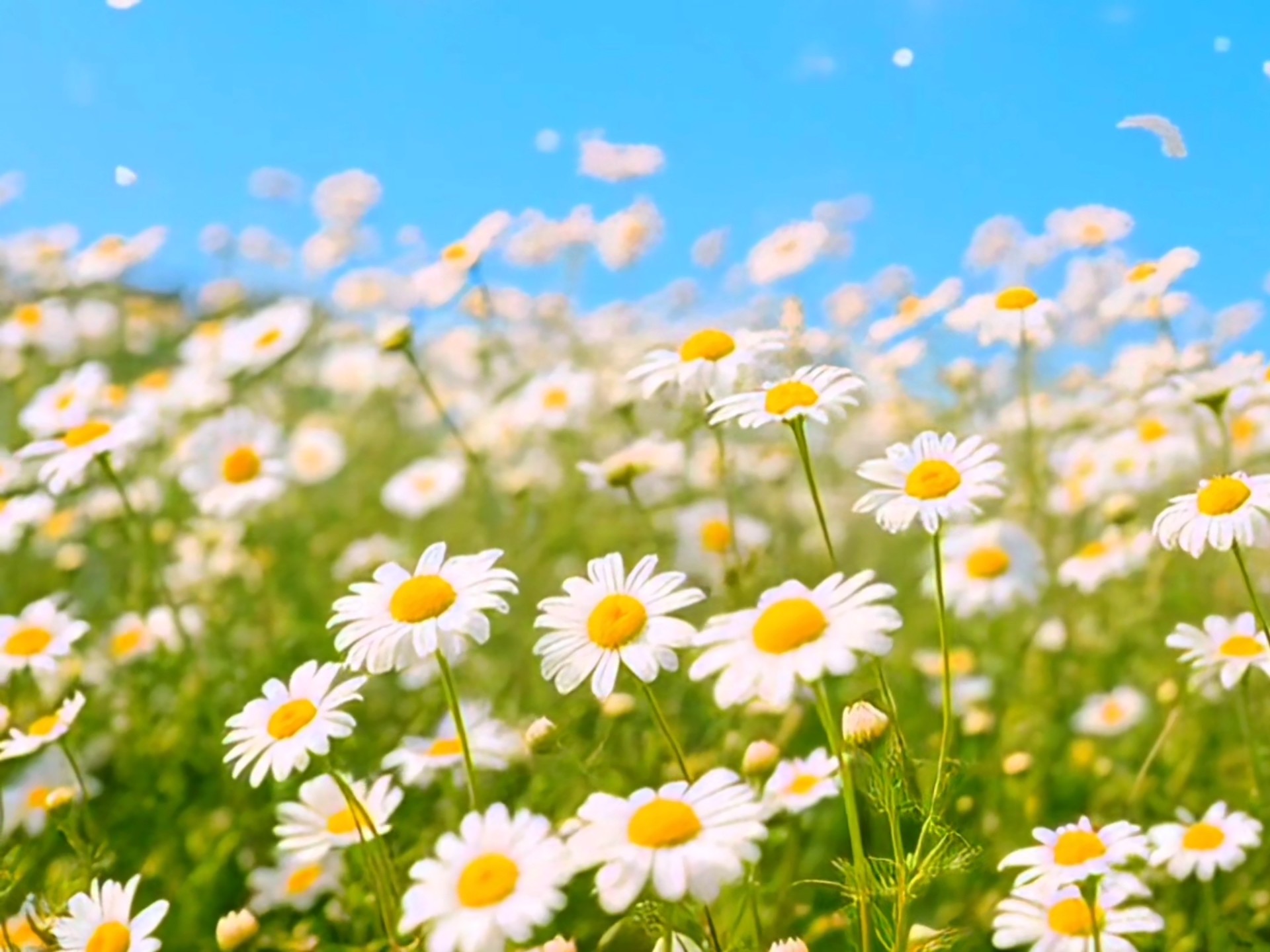 小雏菊与天空绝配