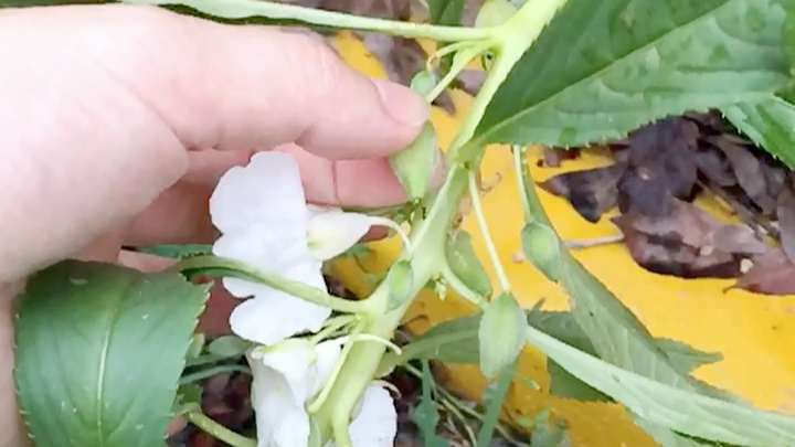 鳳仙花果實炸開的瞬間小時候的記憶你玩過嗎