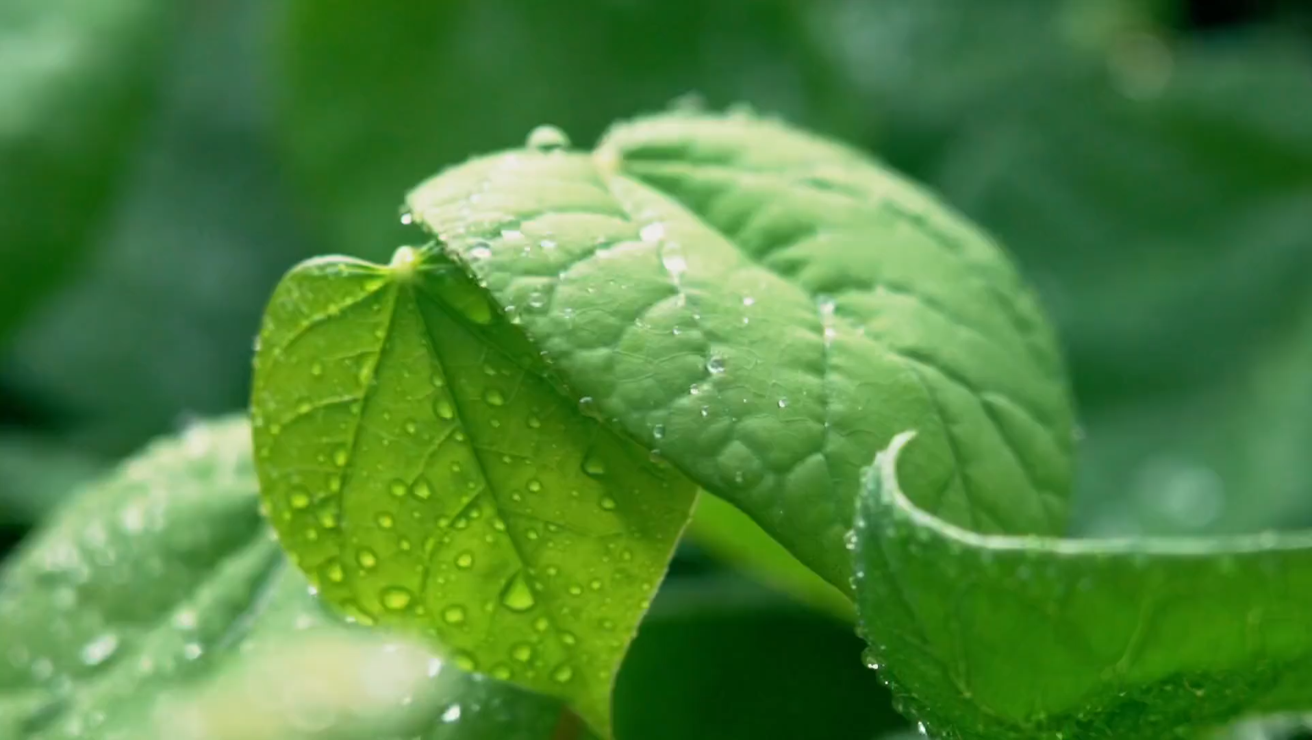 雨后绿色治愈系风景,连空气都是清新的哔哩哔哩bilibili