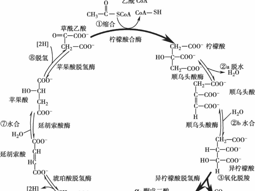 生物化学 三羧酸循环 包拯铡陈世美故事记忆哔哩哔哩bilibili