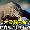 世界上10种没有天敌的超强生物,亚马逊森蚺究竟有多厉害?