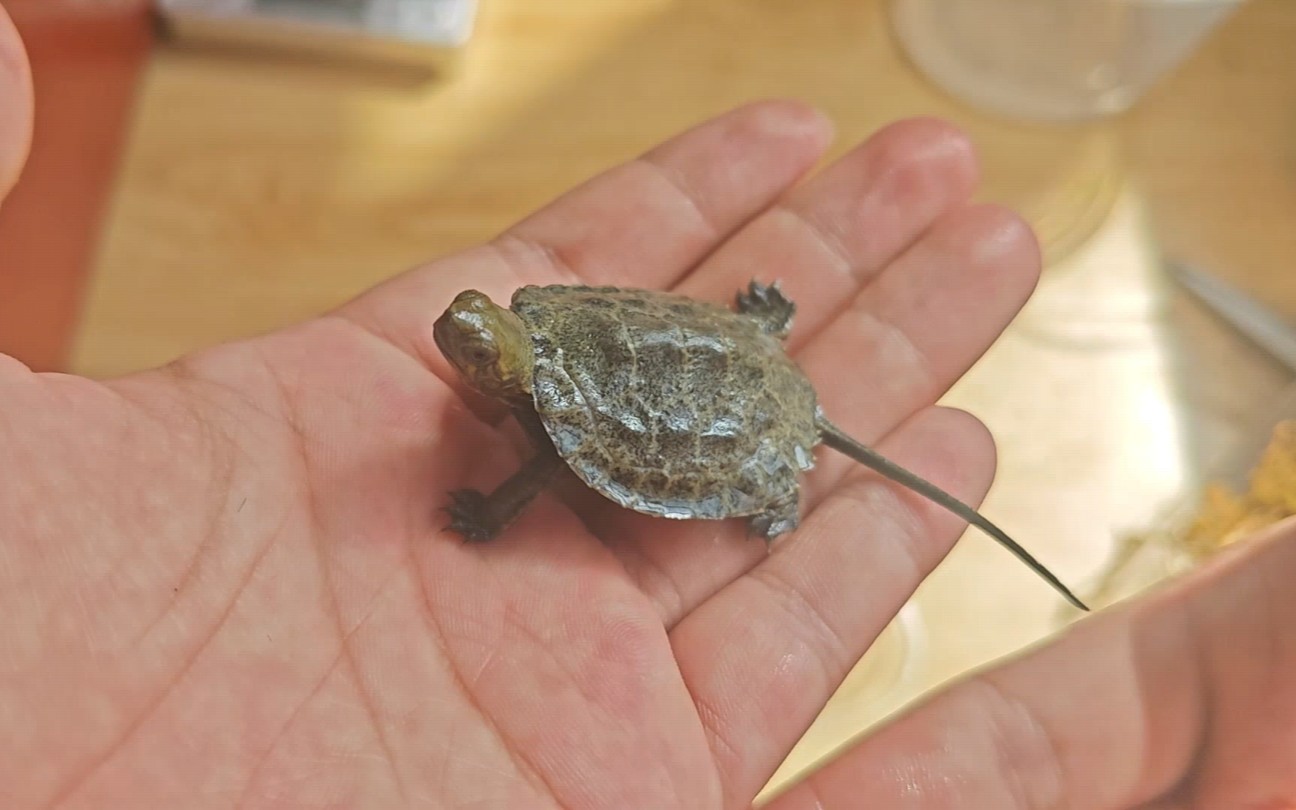 日本石龟饲养记录[2024年苗子开箱记录]