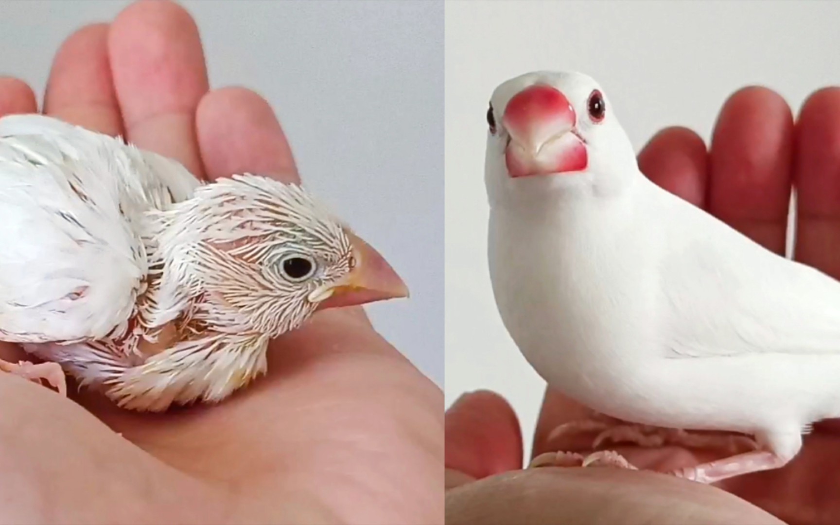 手养鸟是怎么形成的?需要两点