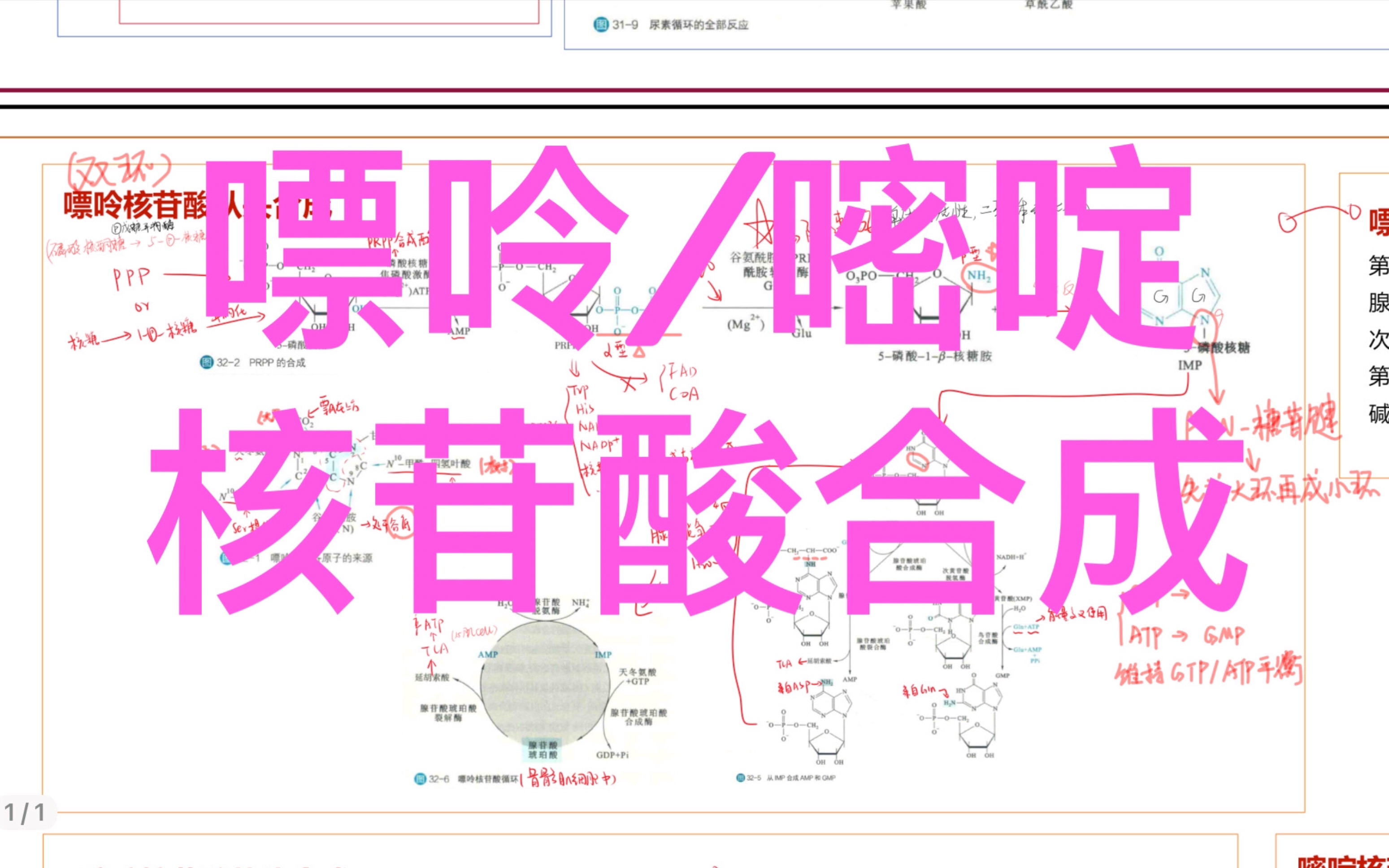 【代谢复盘】嘌呤/嘧啶核苷酸合成哔哩哔哩bilibili