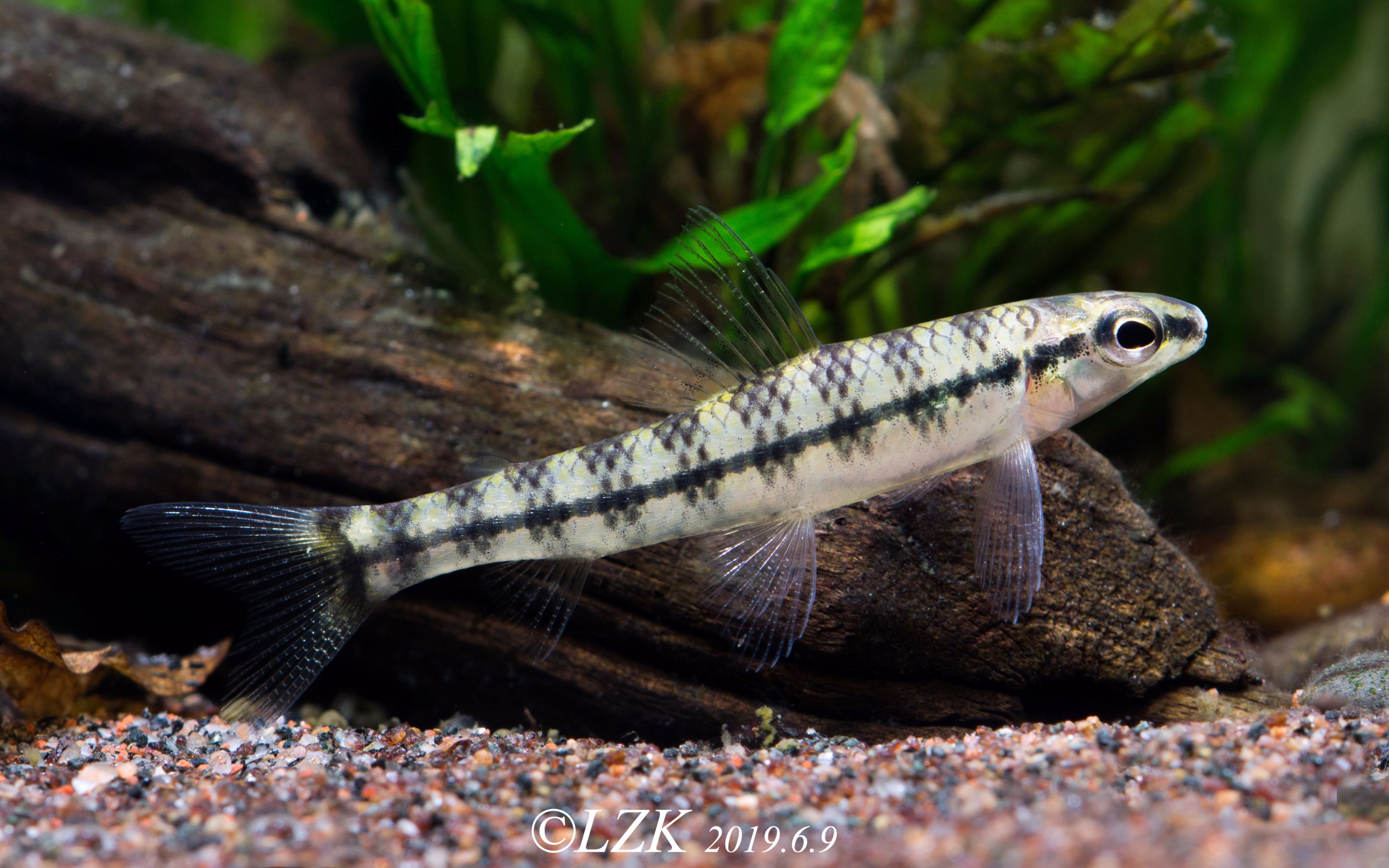 【自家鱼缸】 【灯鱼】 【热带鱼】九间跳鲈_哔哩哔哩_bilibili