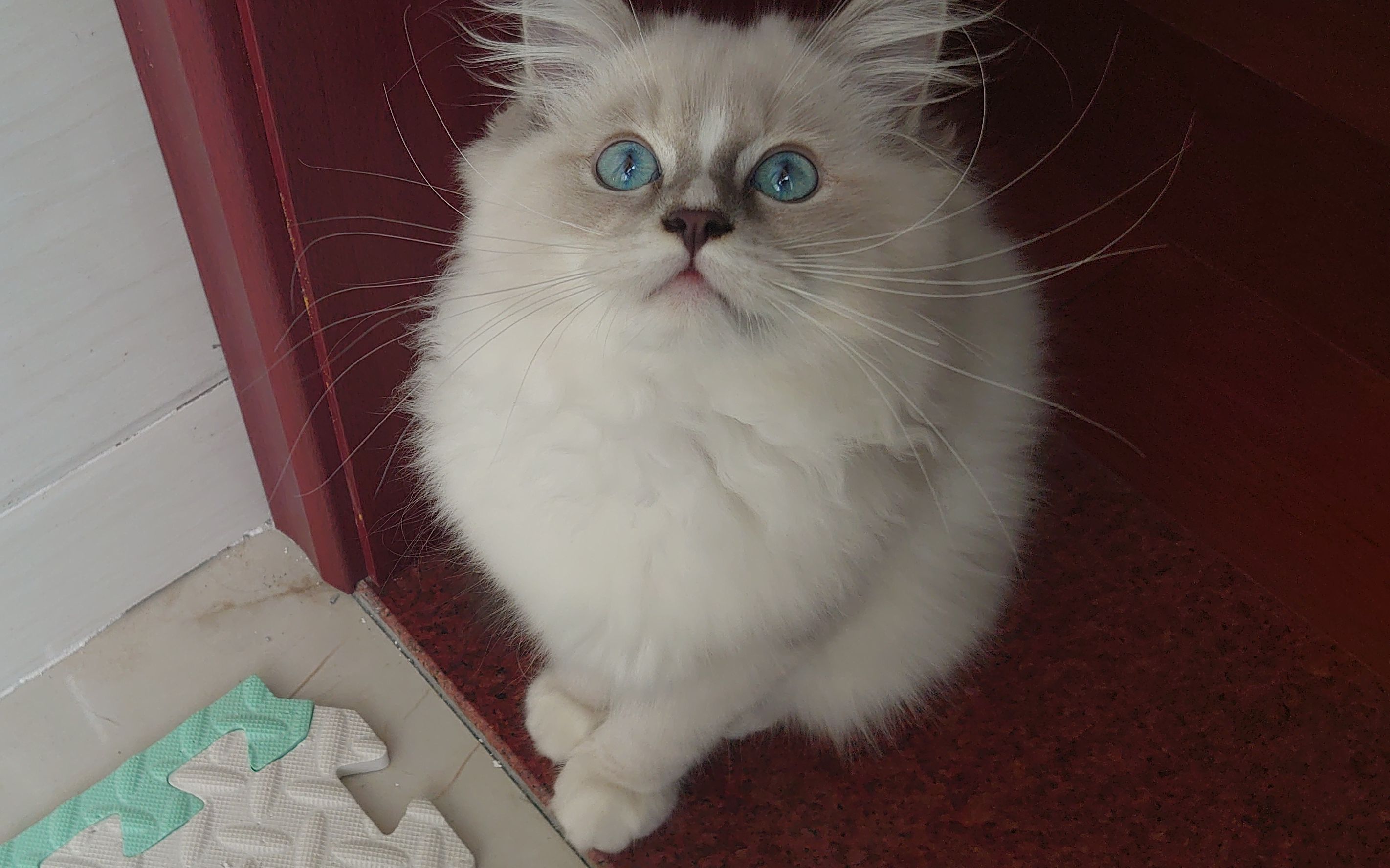 丑丑的手套色布偶猫