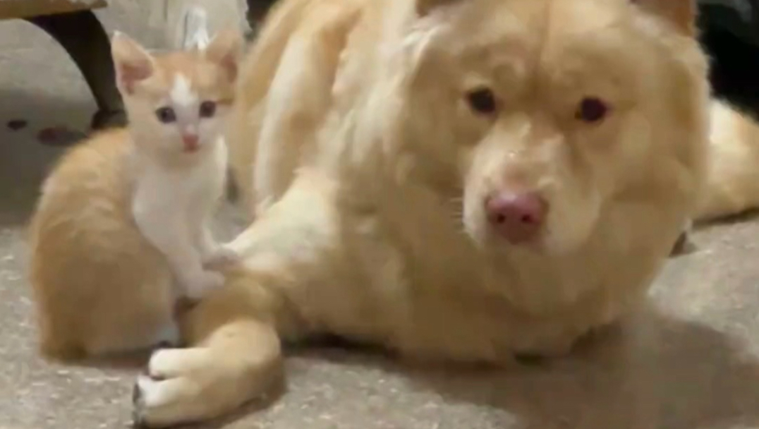 小小猫和它的狗叔叔