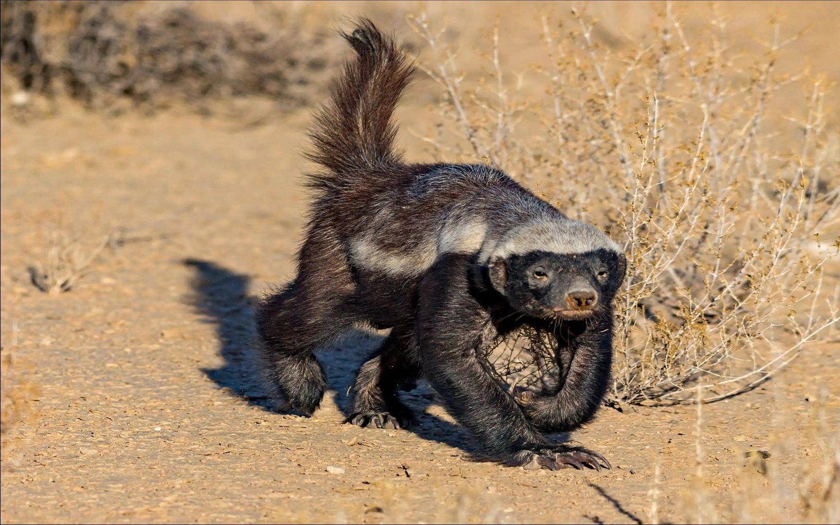 蛇獴之灾图片