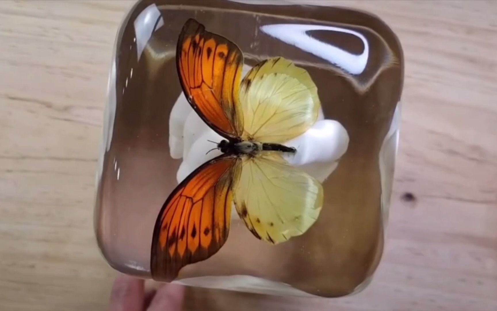 【手工滴胶】昆虫标本蝴蝶灯,一天一个新花样
