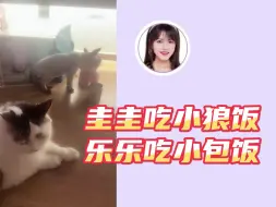 Download Video: 【胡晓慧】【韩家乐】吃饭唠猫 | 圭圭吃小狼饭 乐乐吃小包饭