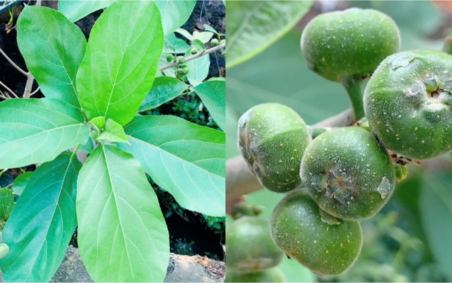 假无花果,你了解多少?它的价值太大了!