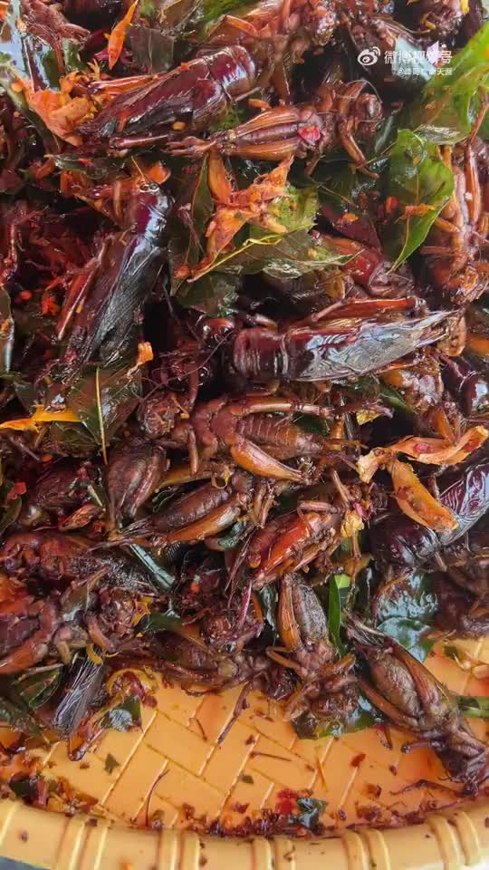 缅甸油炸大蟋蟀