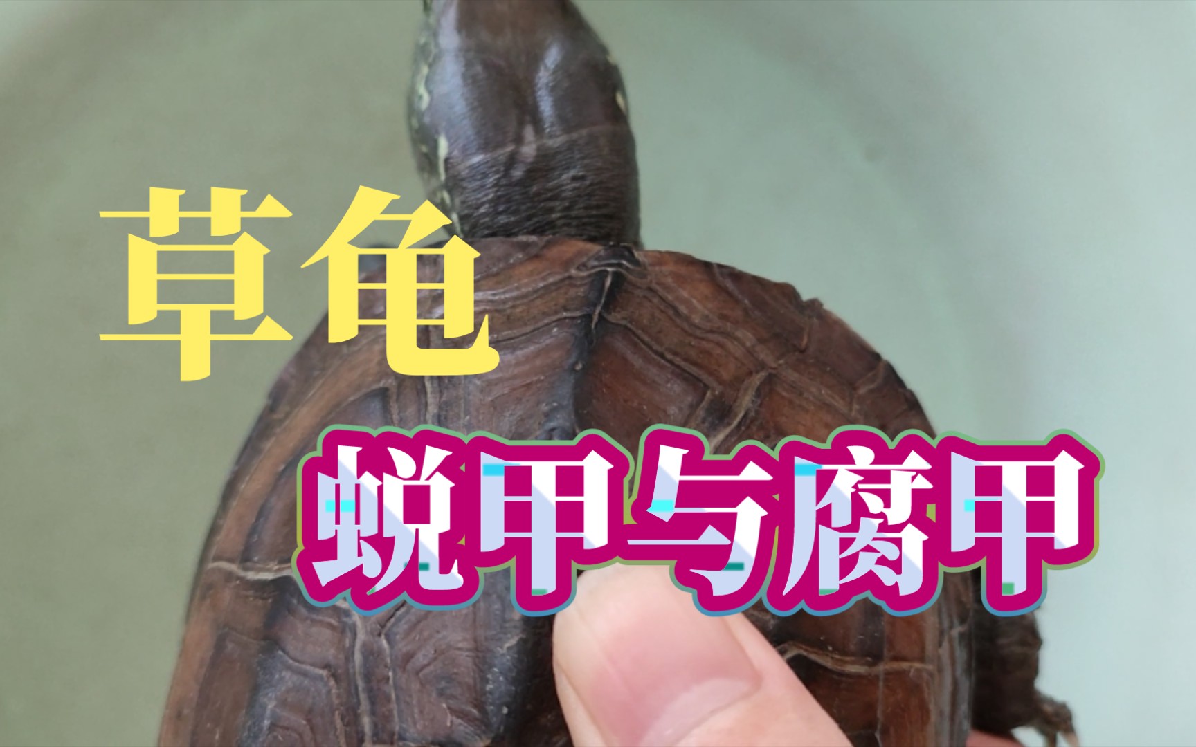 怎么区分乌龟褪甲和腐甲?