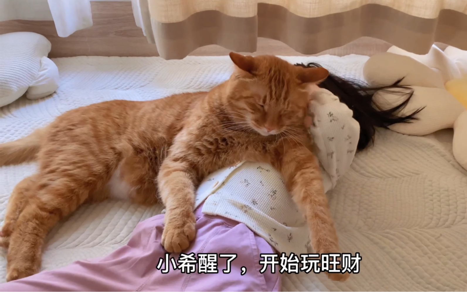 [图]大橘猫叫醒小主人失败，直接摆烂陪睡