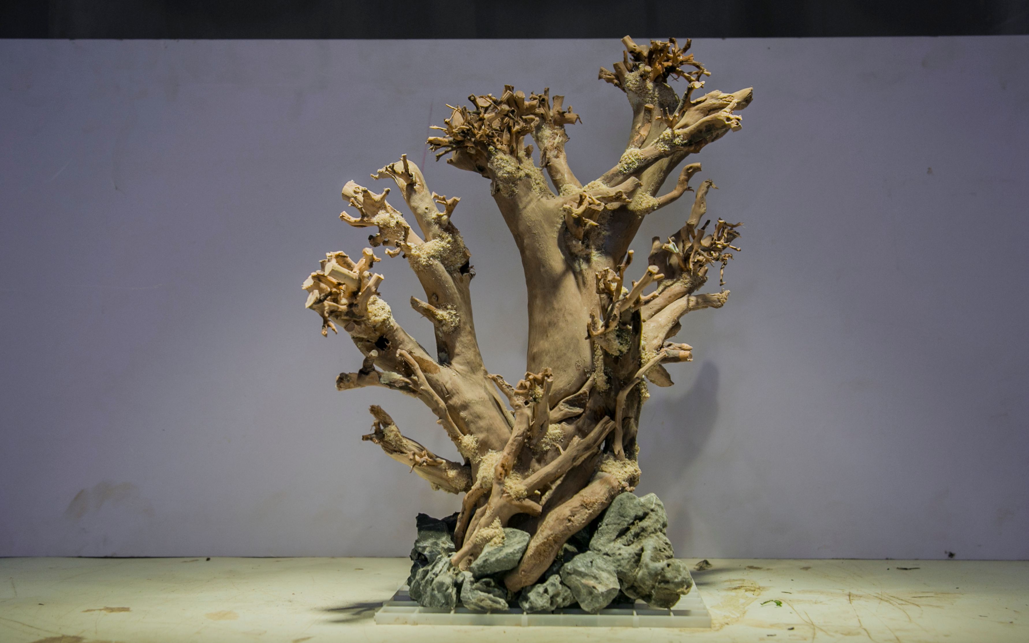 杜鹃根莫斯树草缸造景骨架_哔哩哔哩 (゜-゜)つロ 干杯~-bilibili