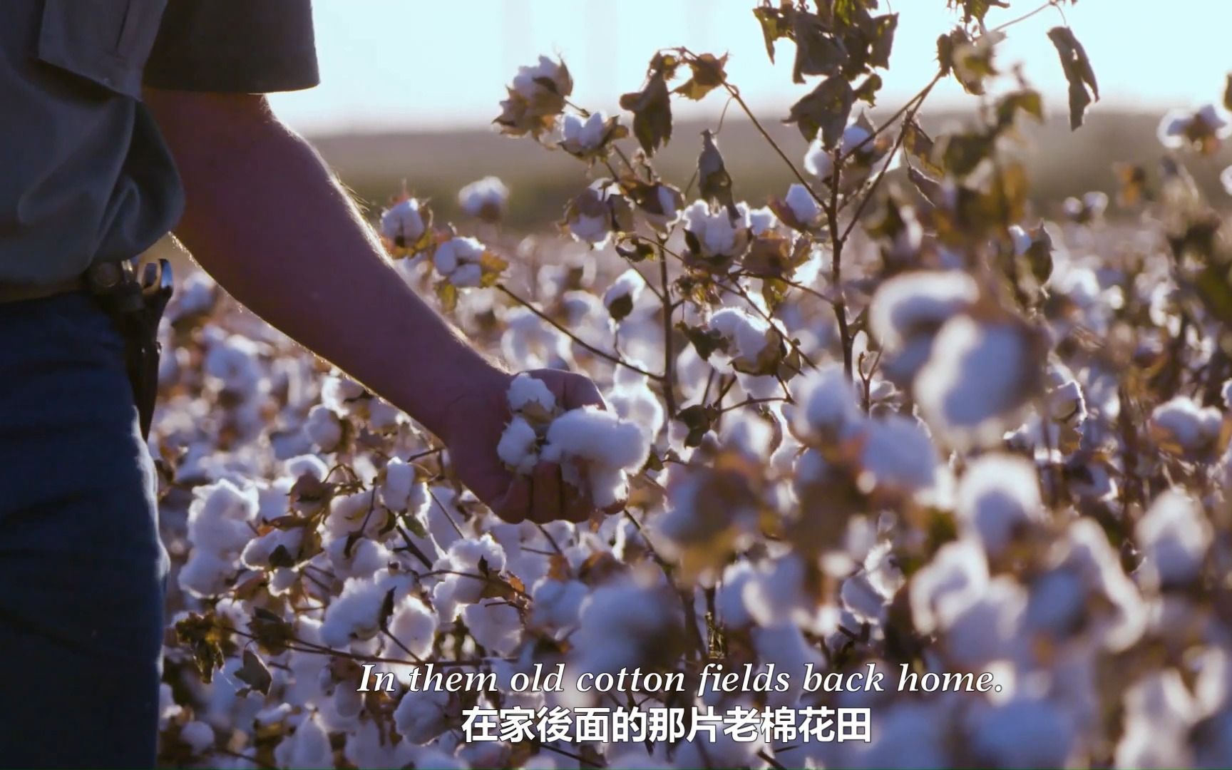 [图]棉花田 Cotton Fields - Creedence Clearwater Revival  中英字幕