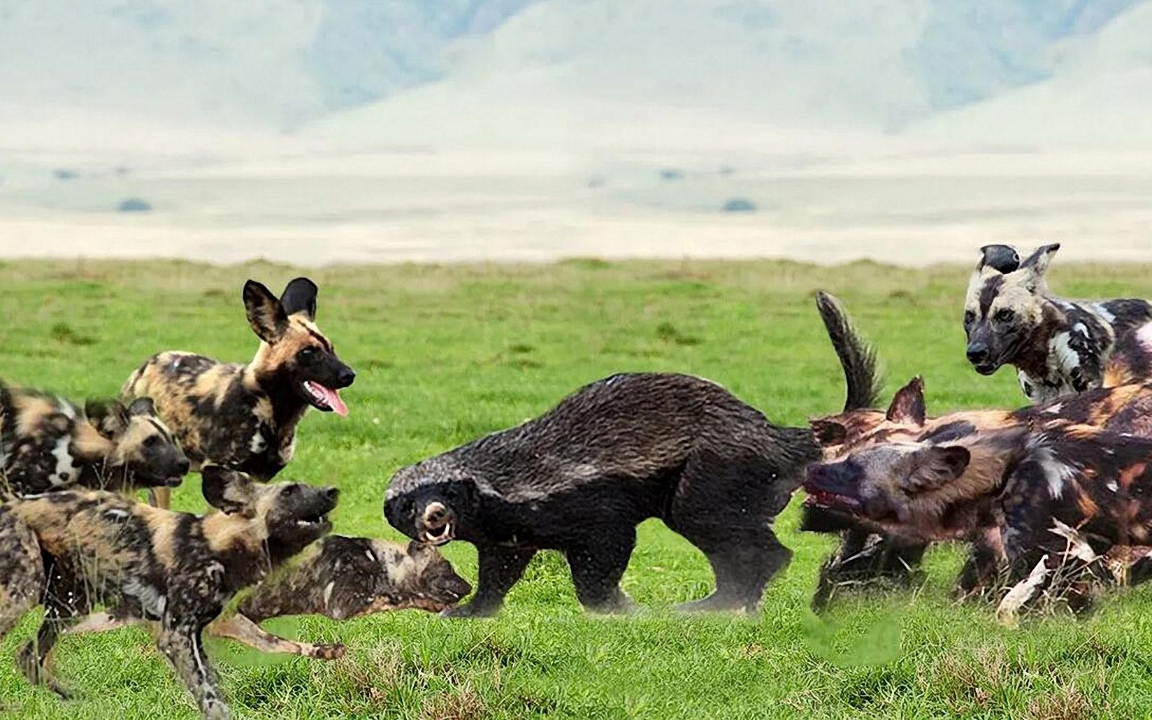 野狗被蜜獾挑衅以为野狗会赢的没想到野狗居然怂了