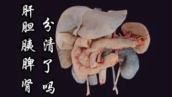 肝、胆、胰、脾、肾，您分清了吗？