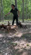 Tải video: 这窝小昆明犬欲望都真不错