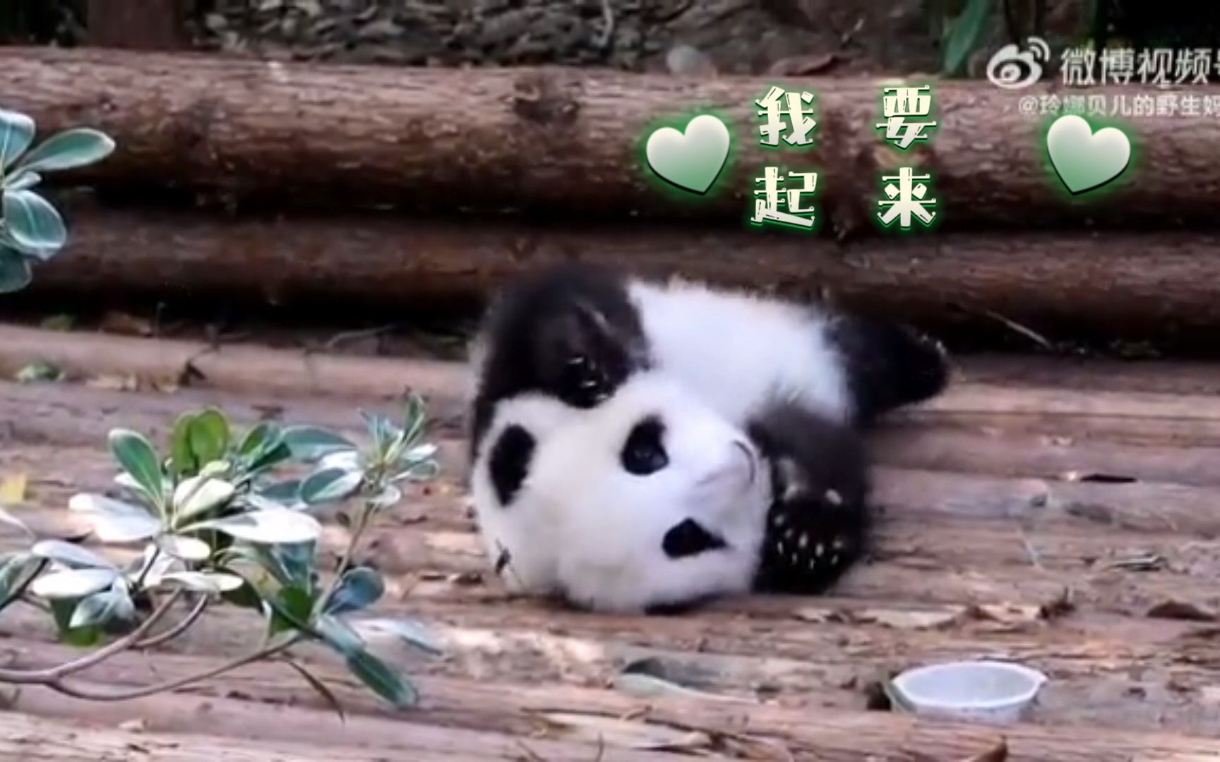 [图]大熊猫panda：跌倒大不了爬起来，谁还不是一只励志熊！