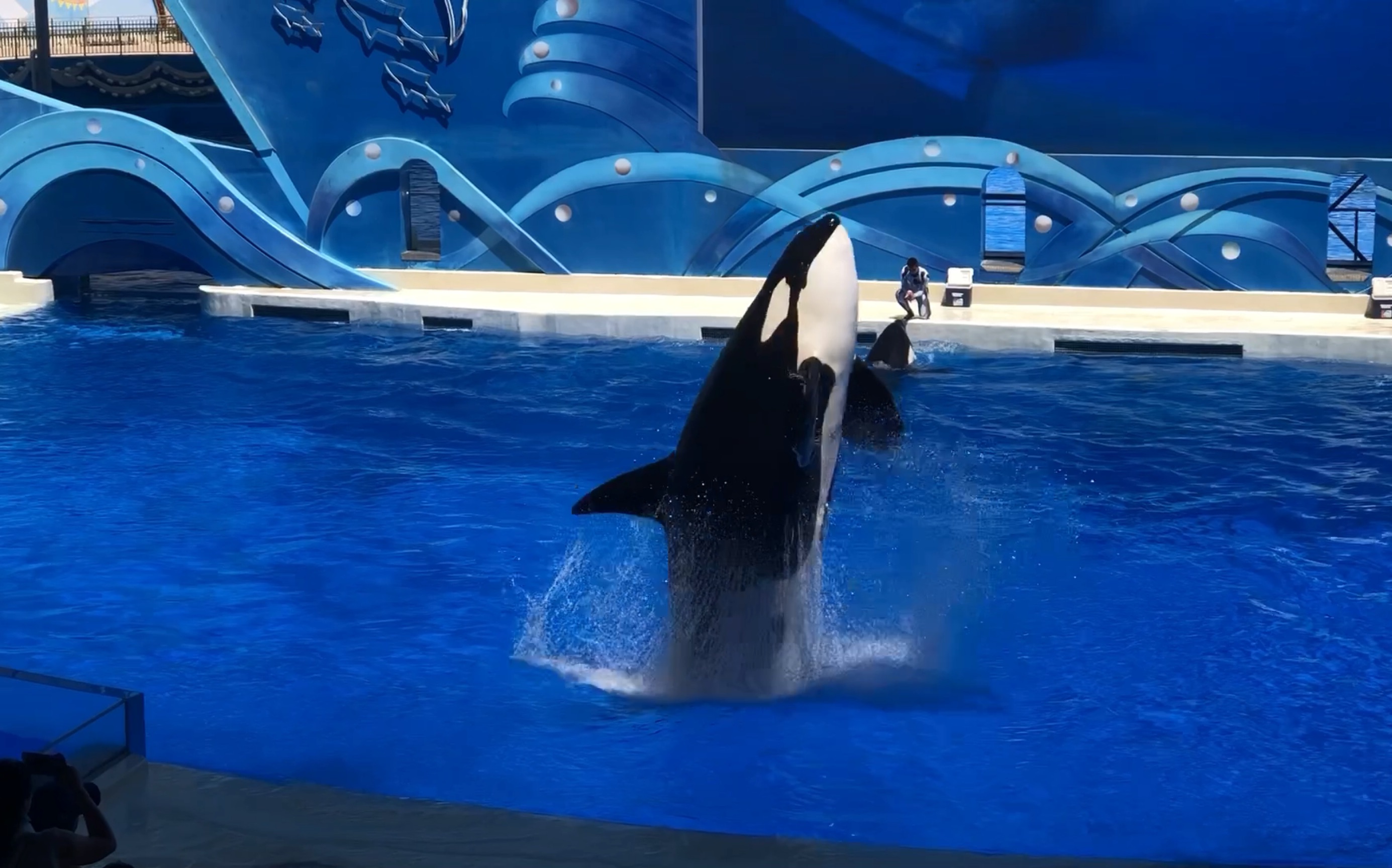 上海海昌海洋公园的虎鲸宝宝太皮了_哔哩哔哩_bilibili