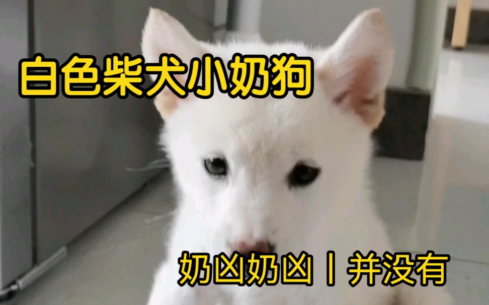 给大家介绍我家的小奶狗:白色柴犬小胜利哔哩哔哩bilibili