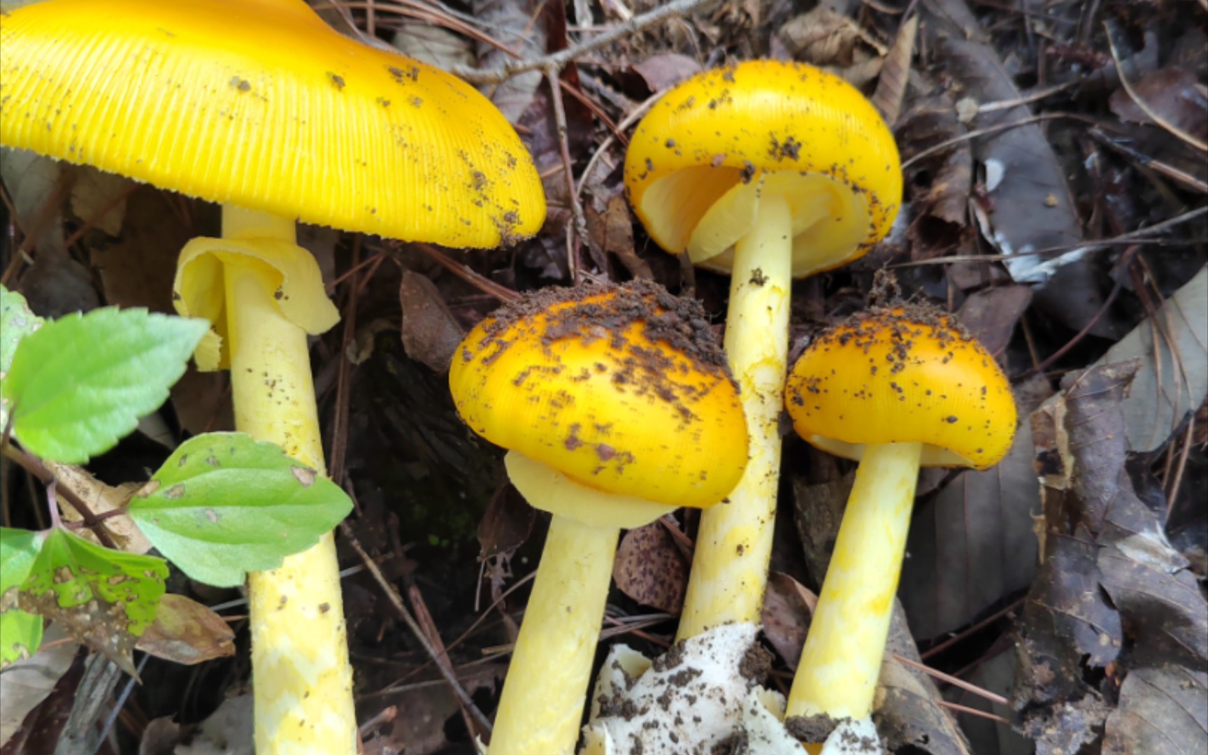 橙盖鹅膏神奇生物系列!你见过这种毒蘑菇吗?