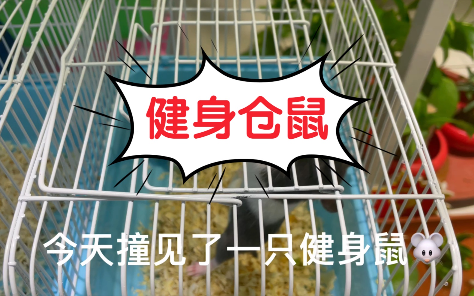 活动作品健身仓鼠