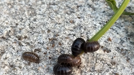 带你走进不一样的纬度,细微观察鼠妇(俗称西瓜虫)的生活世界.哔哩哔哩bilibili