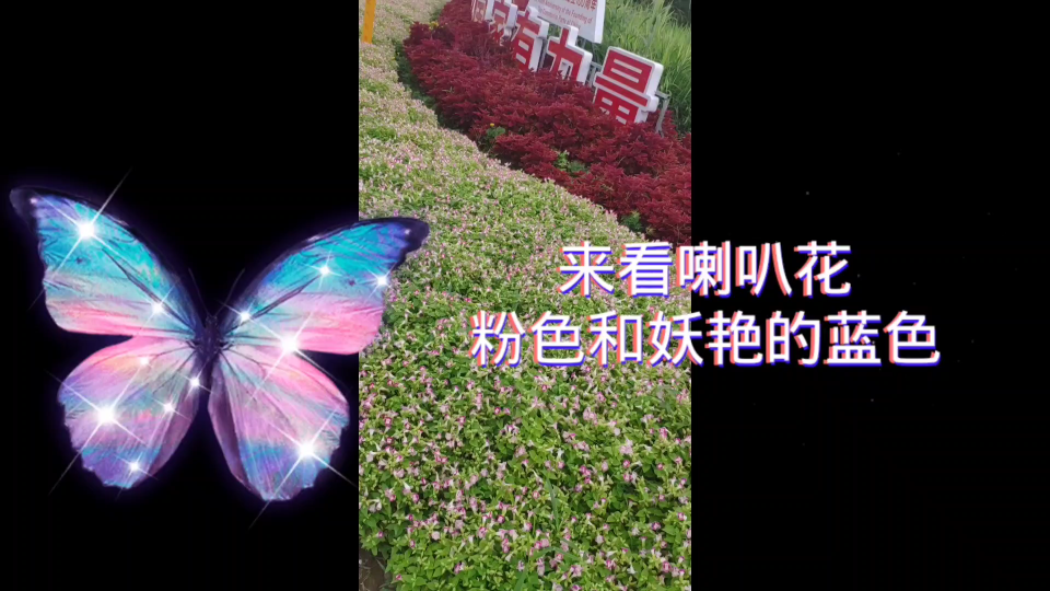 [图]喇叭花?牵牛花