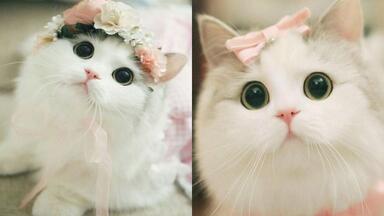 萌萌猫-可爱又有趣的猫视频集锦3 | 治愈小奶猫|猫猫可以有多可爱