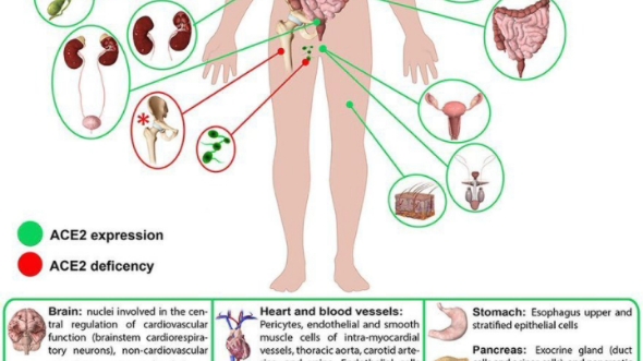 ACE2受体在人体内的表达位置哔哩哔哩bilibili