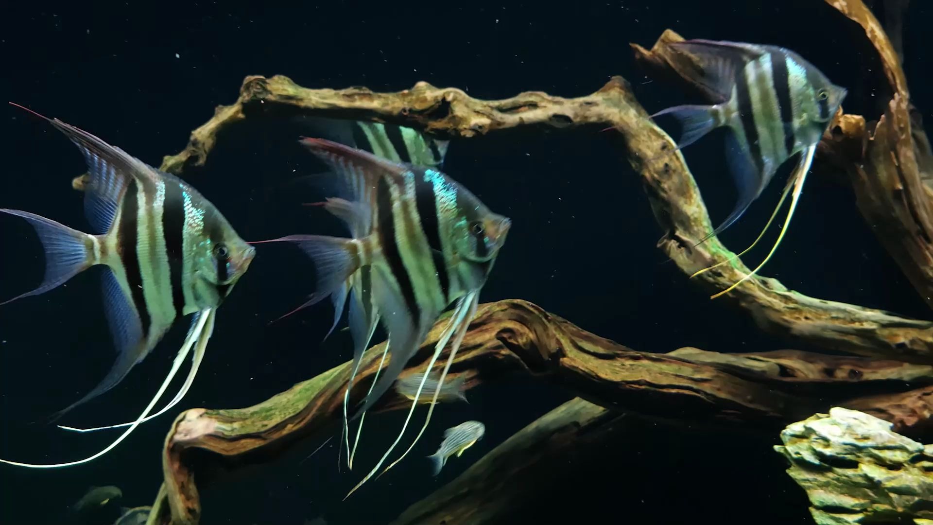 南美缸必养的4种鱼你的缸里有它们吗