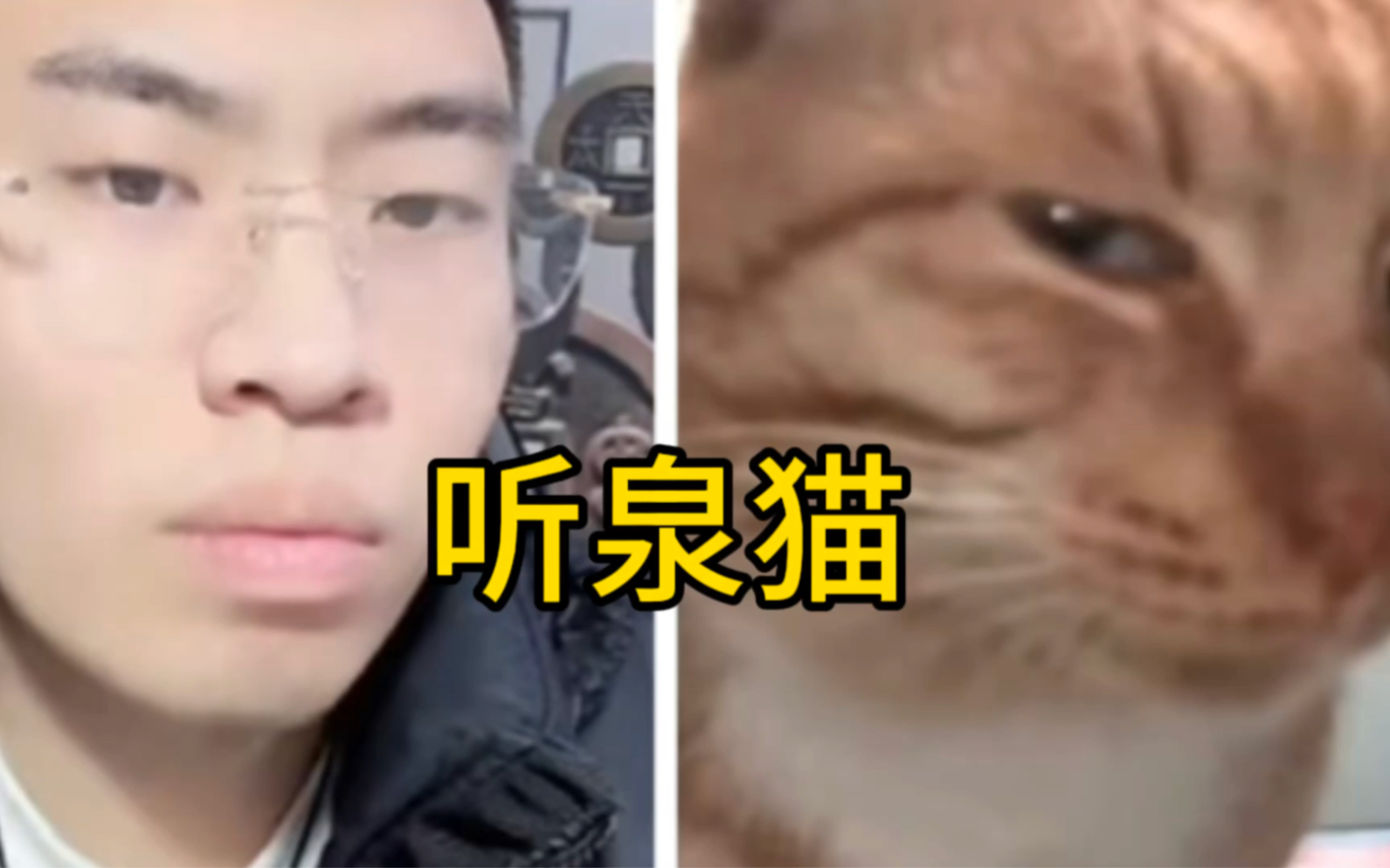 [图]小猫咪撞脸听泉鉴宝，一人一猫几乎一摸一样！