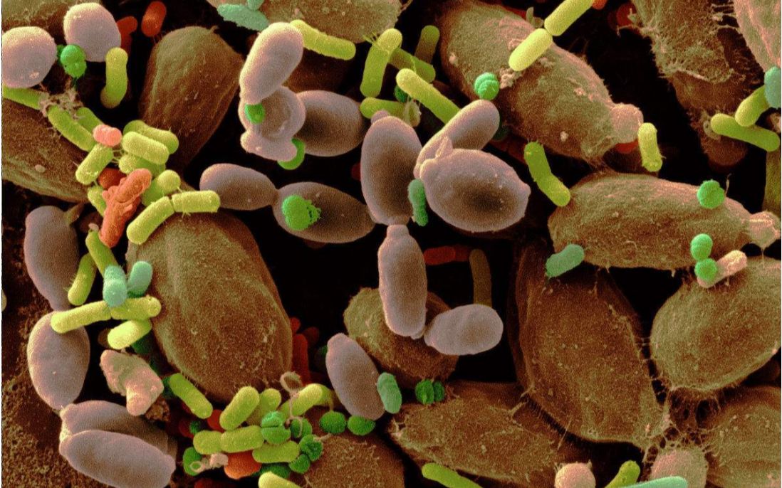 人身上的细菌有3斤重!关于人体的奥秘你知道多少?