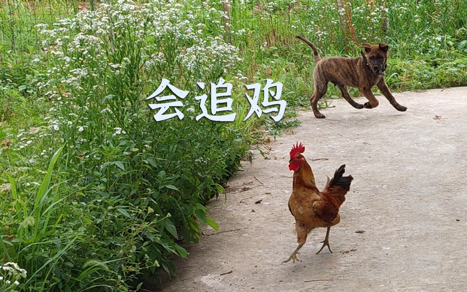 会追鸡的狗,是不是都有些小聪明-佚村夫-佚村夫-哔哩哔哩视频