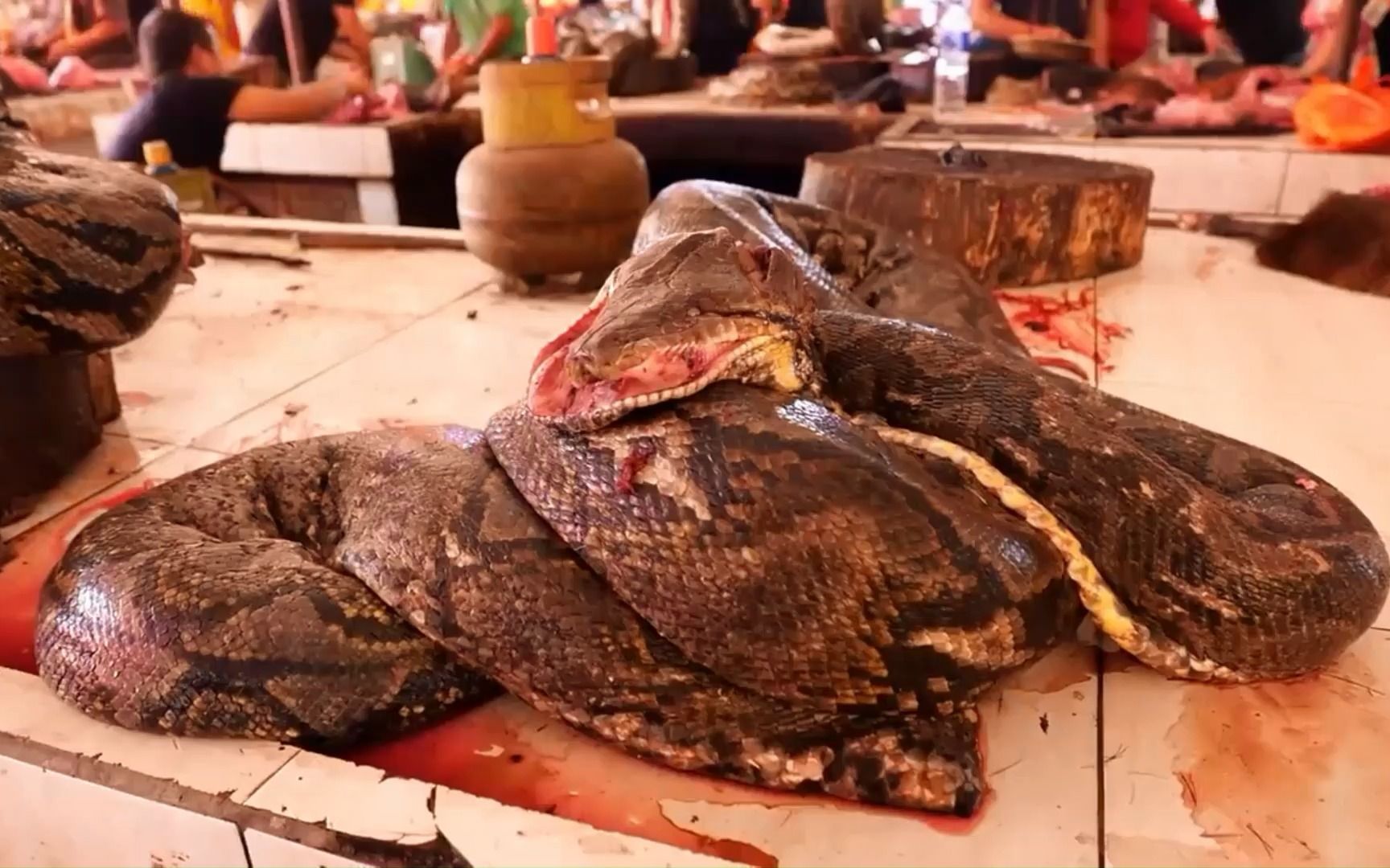 中国平原地区都难得一见的蟒蛇竟然在印尼卖的屠宰场卖出了白菜价-你