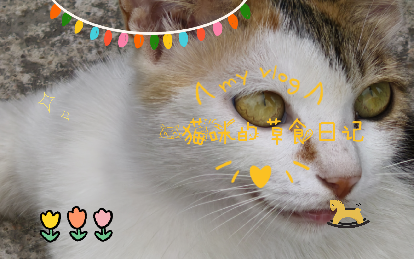 𐟘‹猫咪的草食日记:今天也要吃草哦!哔哩哔哩bilibili