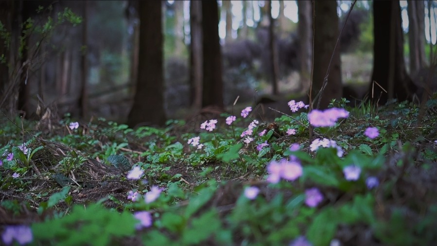 挖野菜系列 | 2024挖野菜(七):徒步彭州天台山,穿过黑森林,采摘2000米的高山雪芽菜,水芹菜哔哩哔哩bilibili