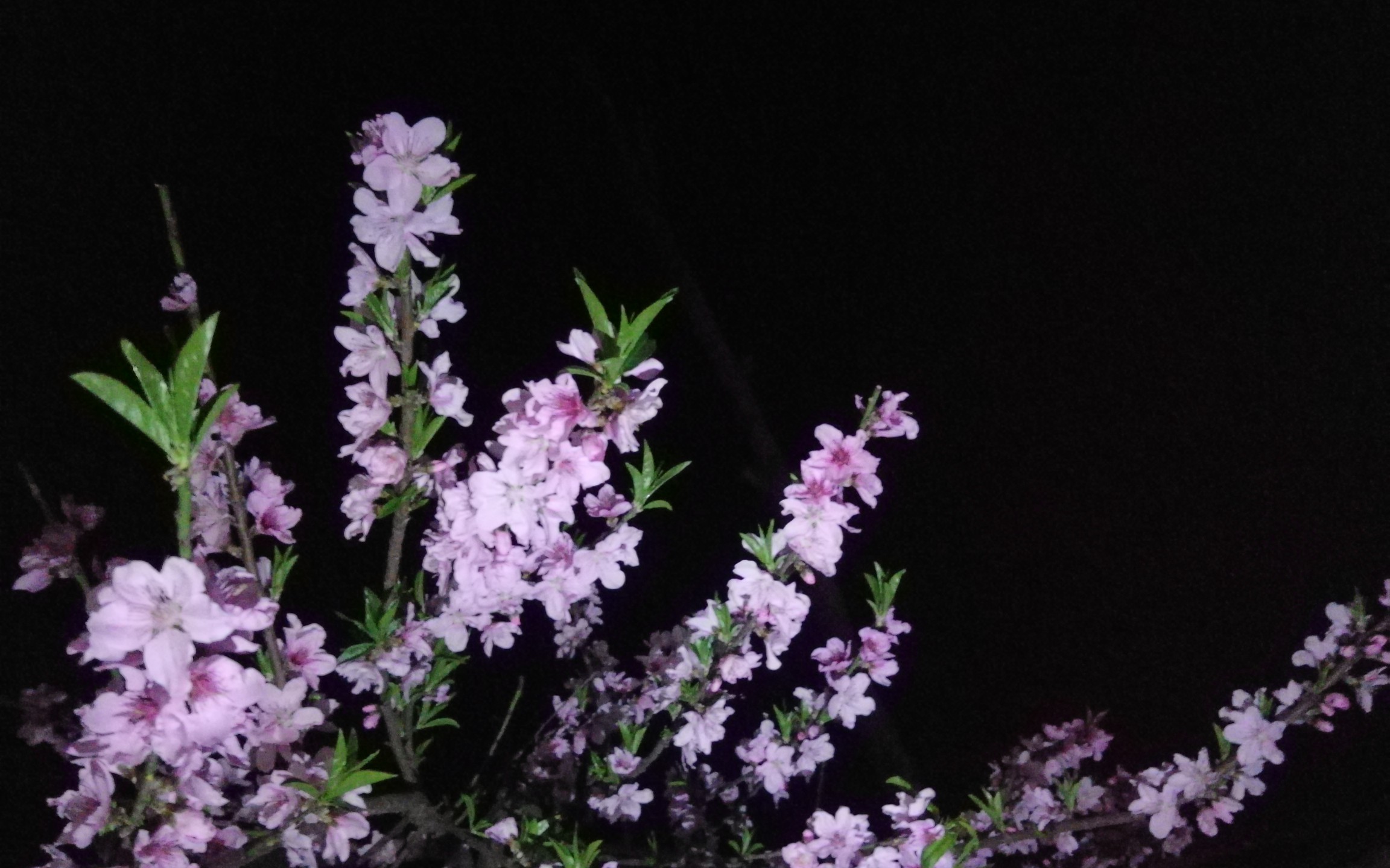 夜晚的桃花,别样的美