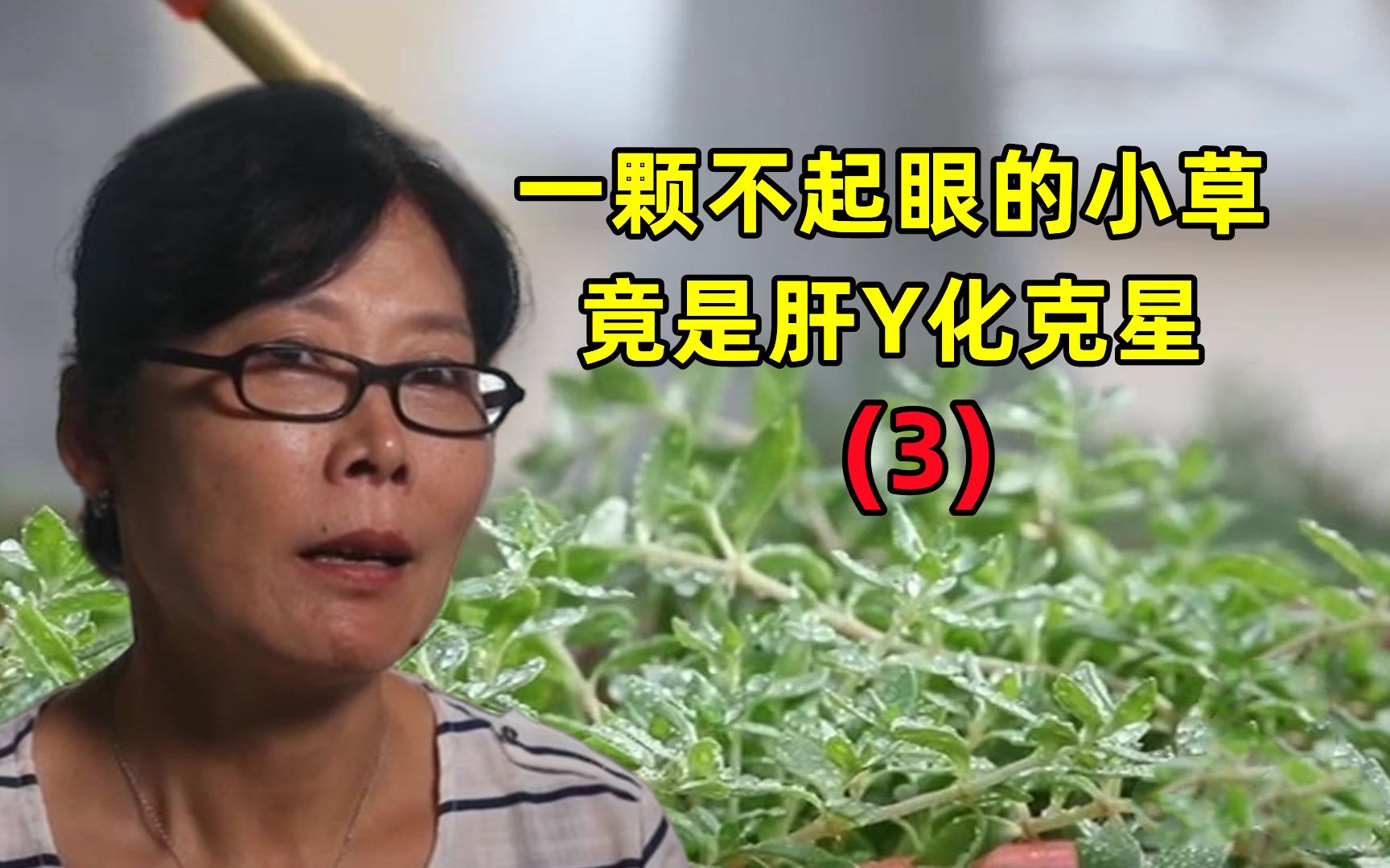 [图]随处可见的小草，竟是肝Y化的克星（第三集）