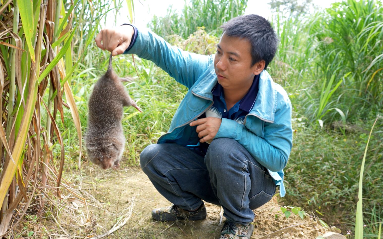 [图]华农兄弟：砍象草喂羊，发现只胖竹鼠，给它搞个漂亮房子