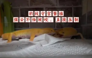 Descargar video: 豹纹守宫繁殖季来啦！还得靠强公，不怕被咬，直接压制！